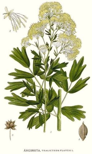 Meadow Rue - Thalictrum flavum - Василисник желтый